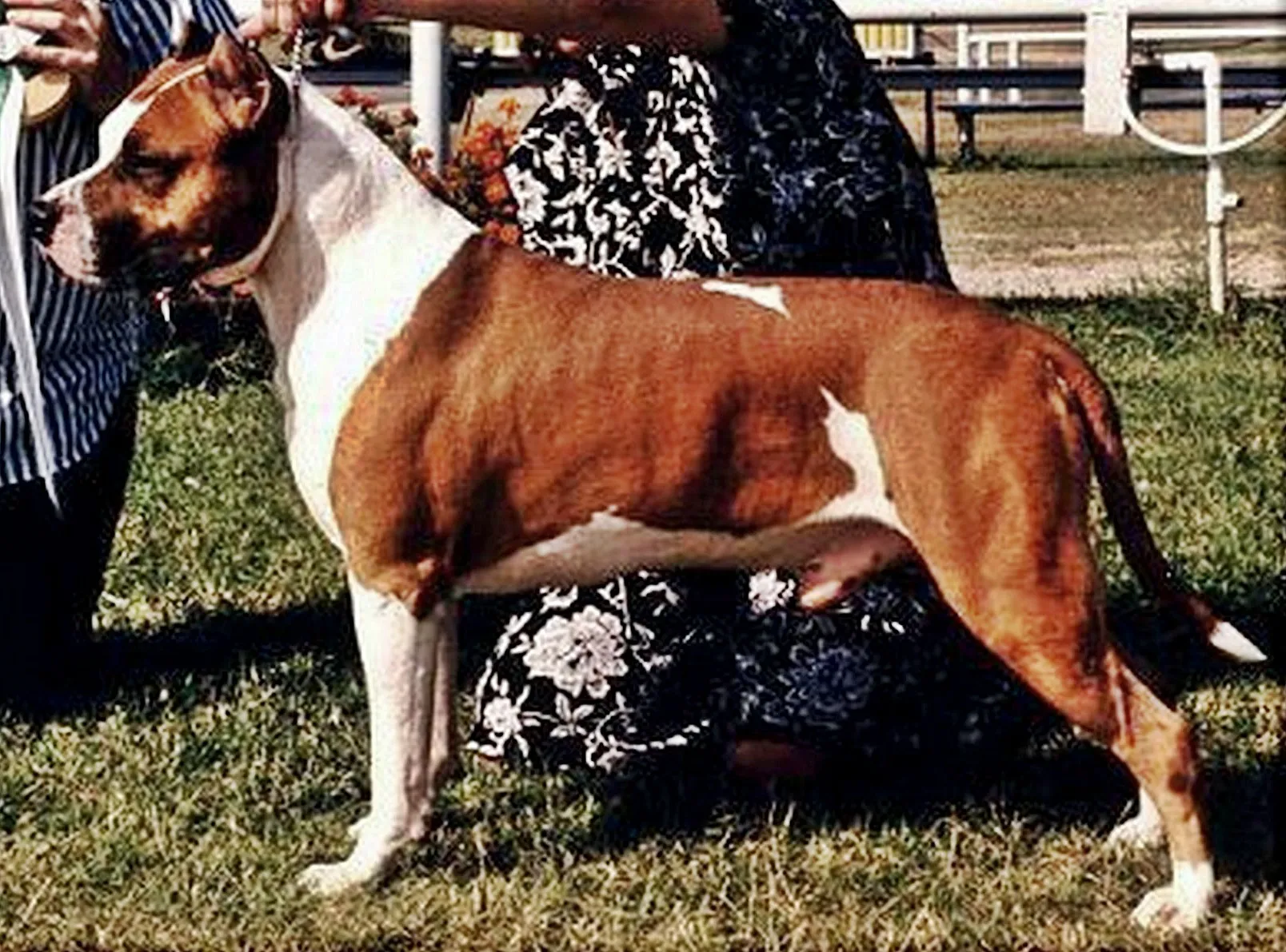 American Staffordshire Terrier, bruin met wit, van opzij