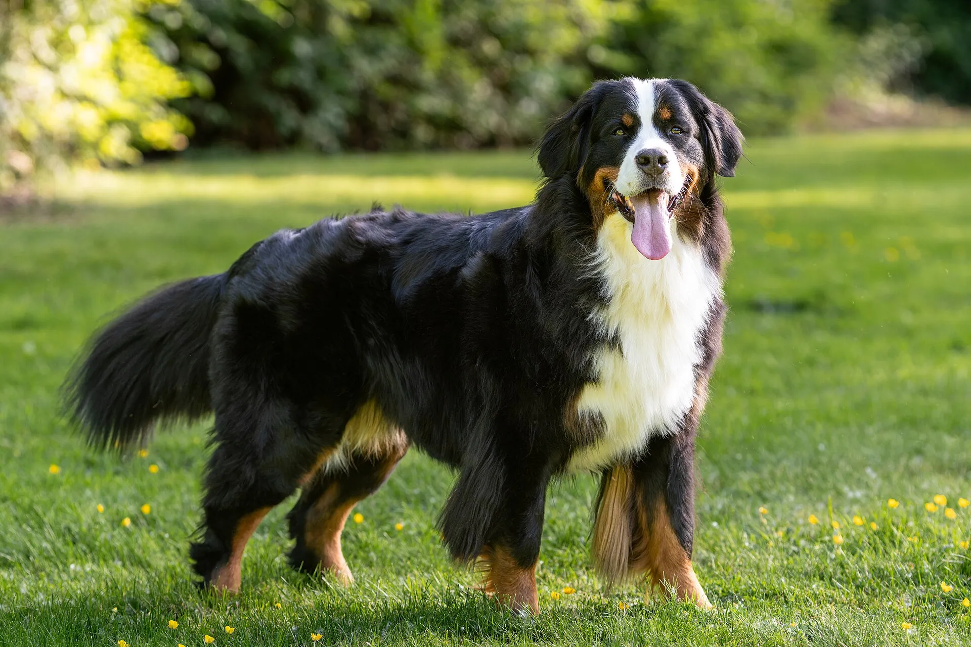 Berner Sennenhond staand in het gras