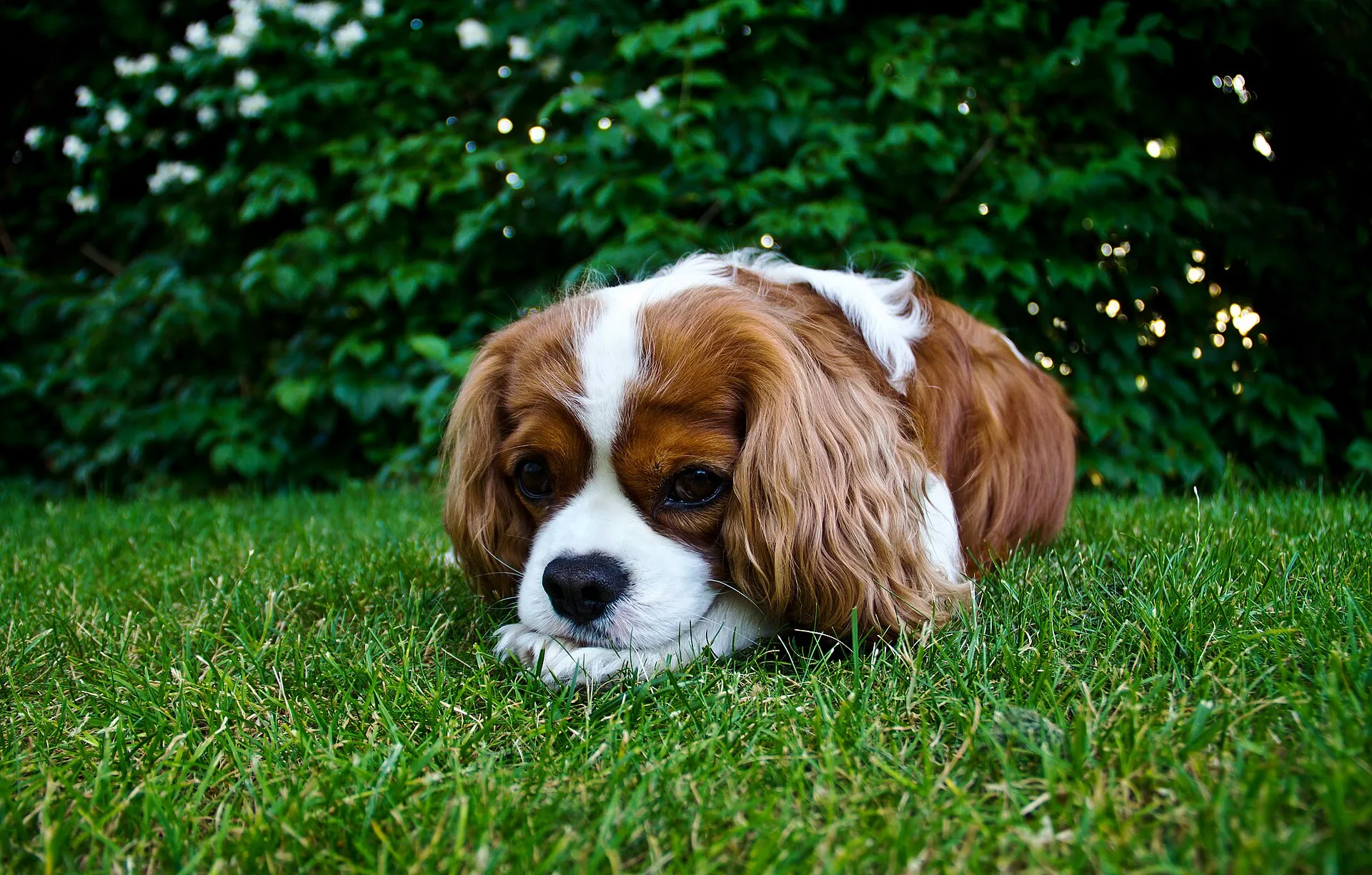 Cavalier King Charles Spaniel liggend in het gras
