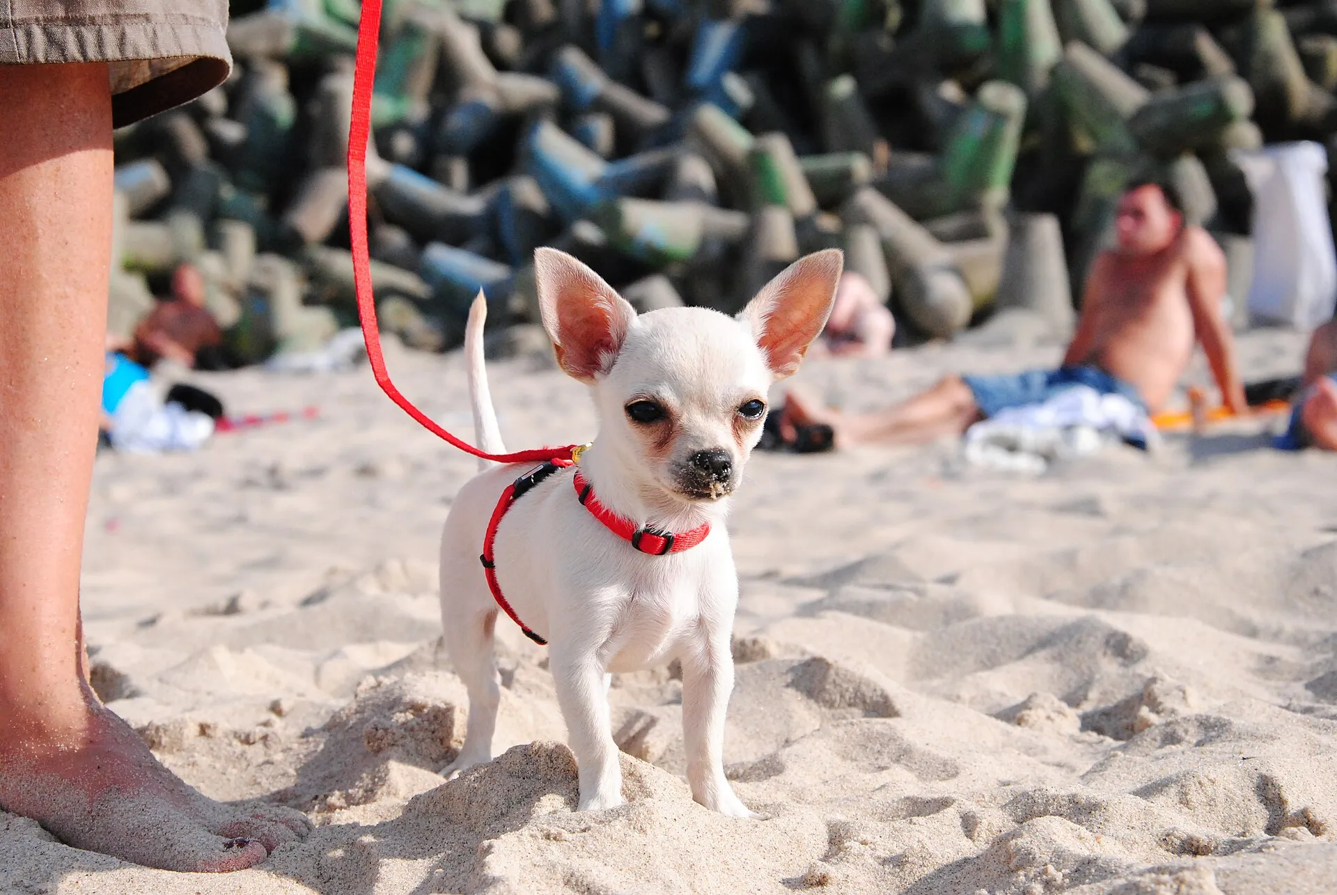 Witte chihuahua aan de lijn op het strand