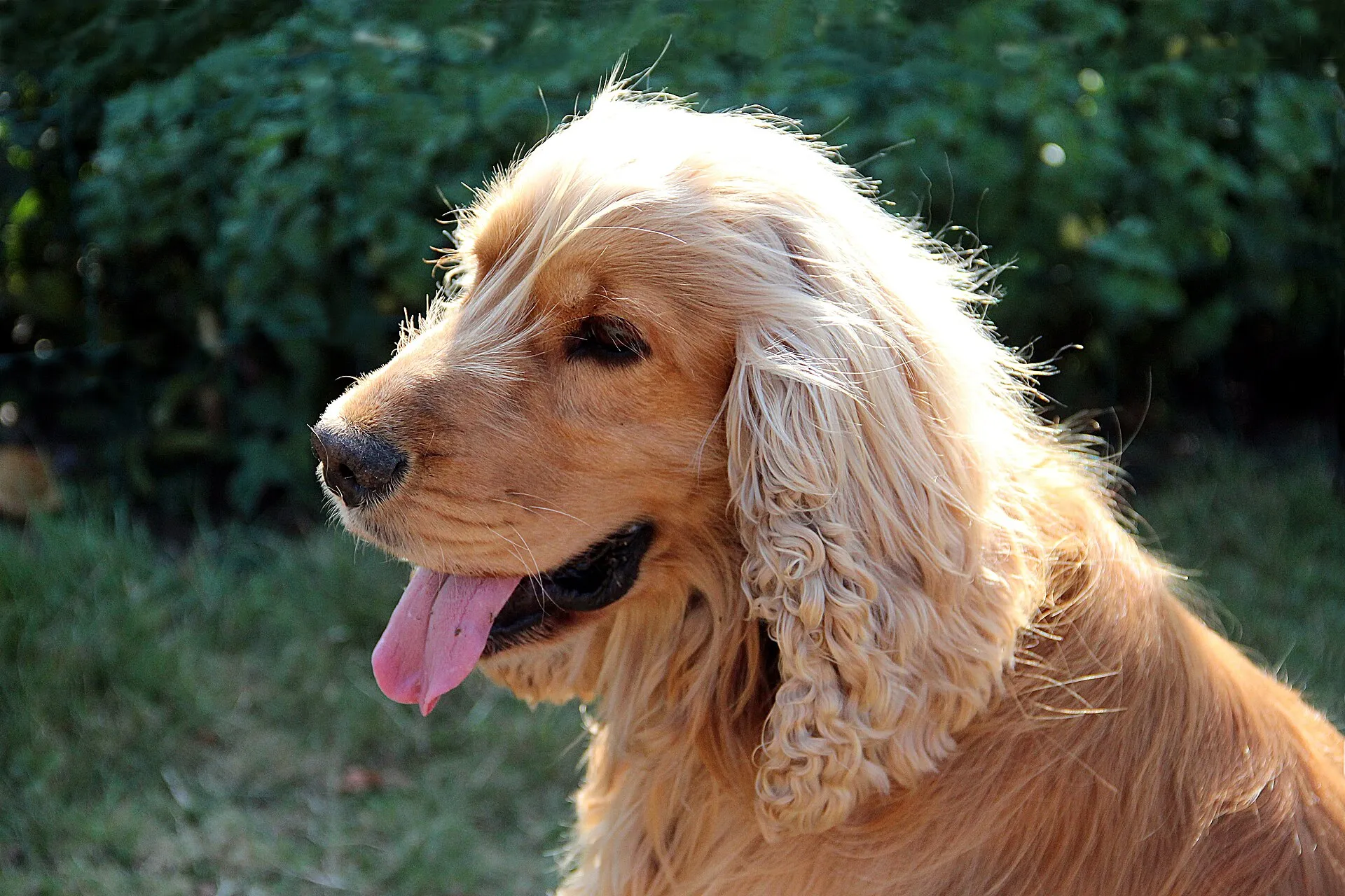 Rossige Engelse Cocker Spaniel, kop van opzij