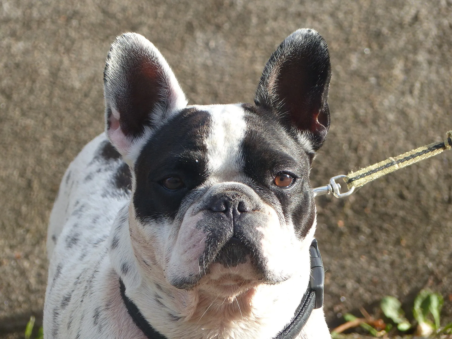Gevlekte Franse Bulldog aan de lijn