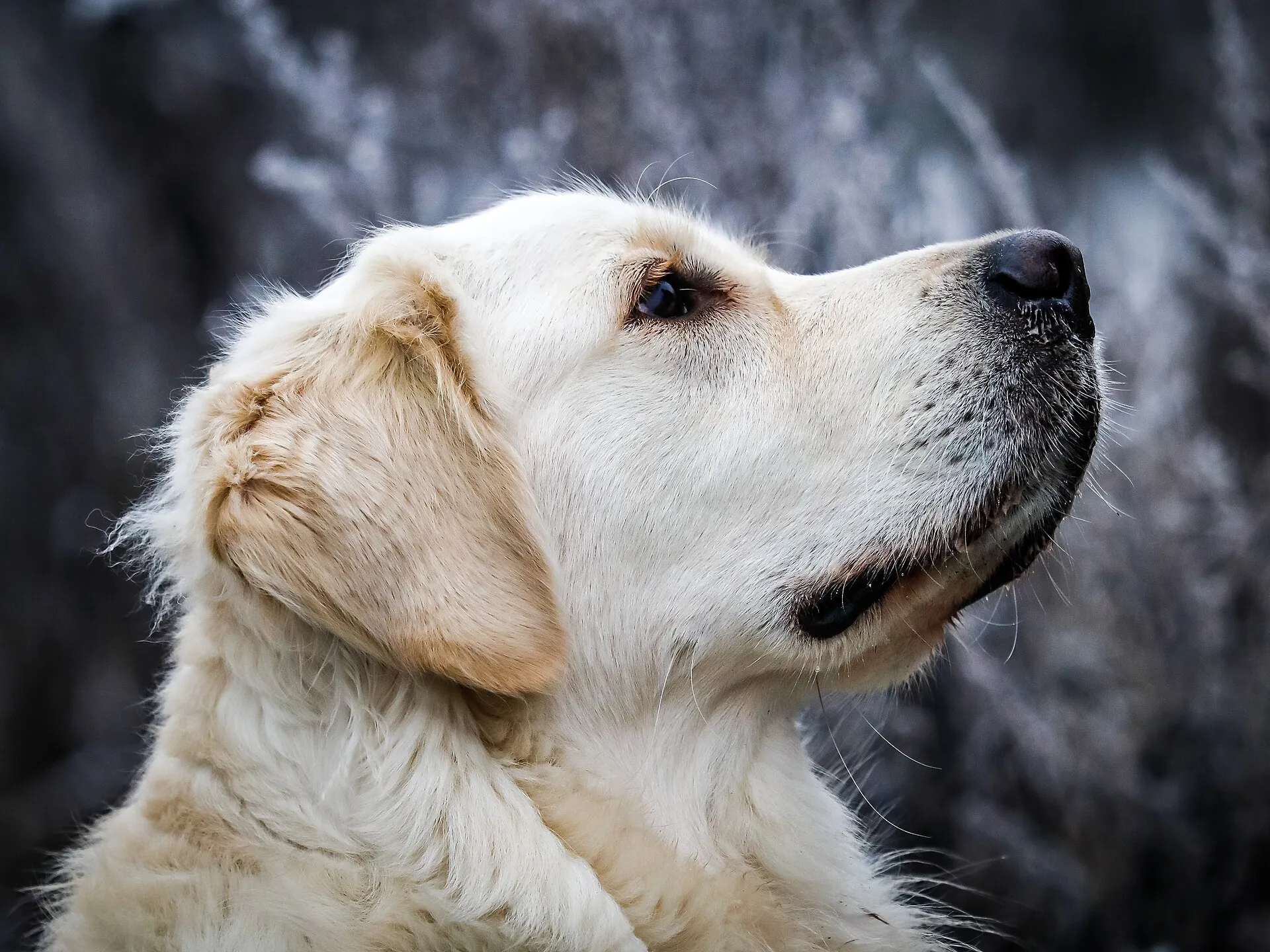 Golden Retriever met lichtgouden vacht, kop van opzij