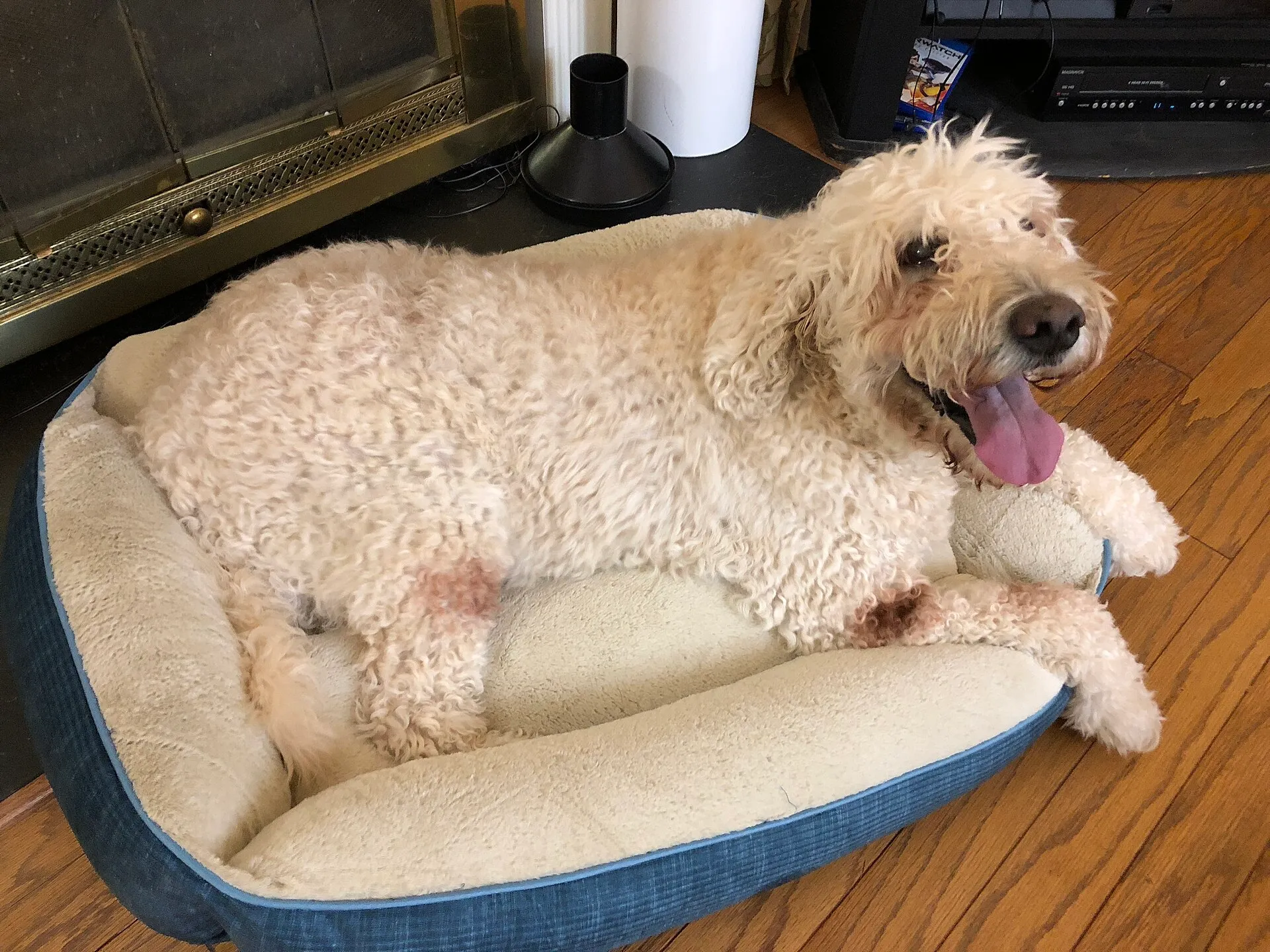 Goldendoodle liggend in een hondenmand