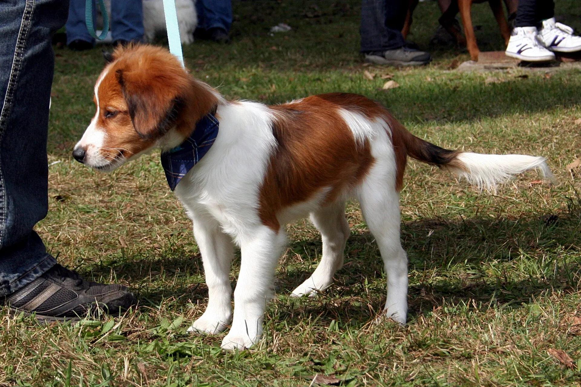 Kooikerhondje op een grasveld