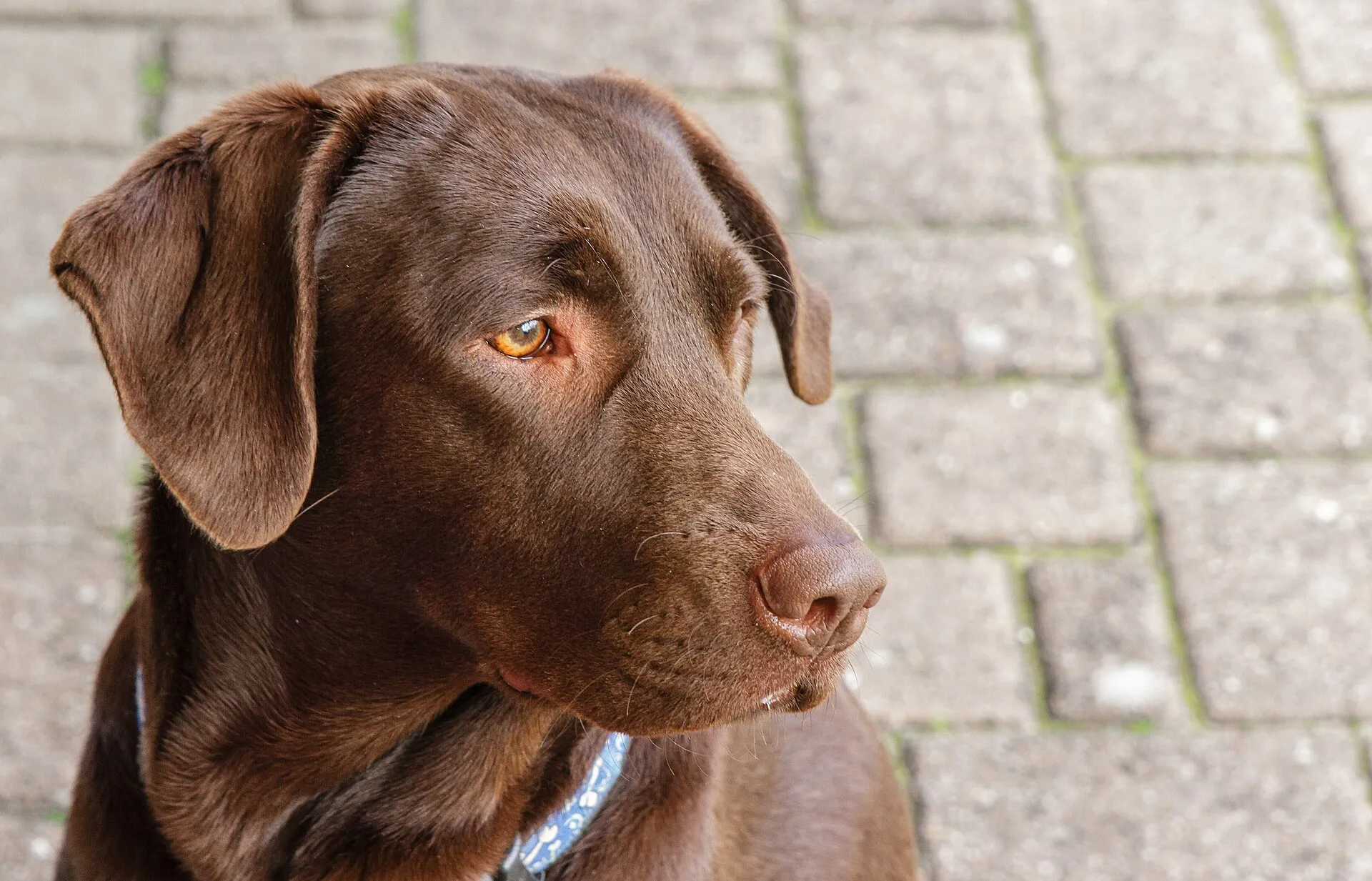 Bruine Labrador Retriever, kop