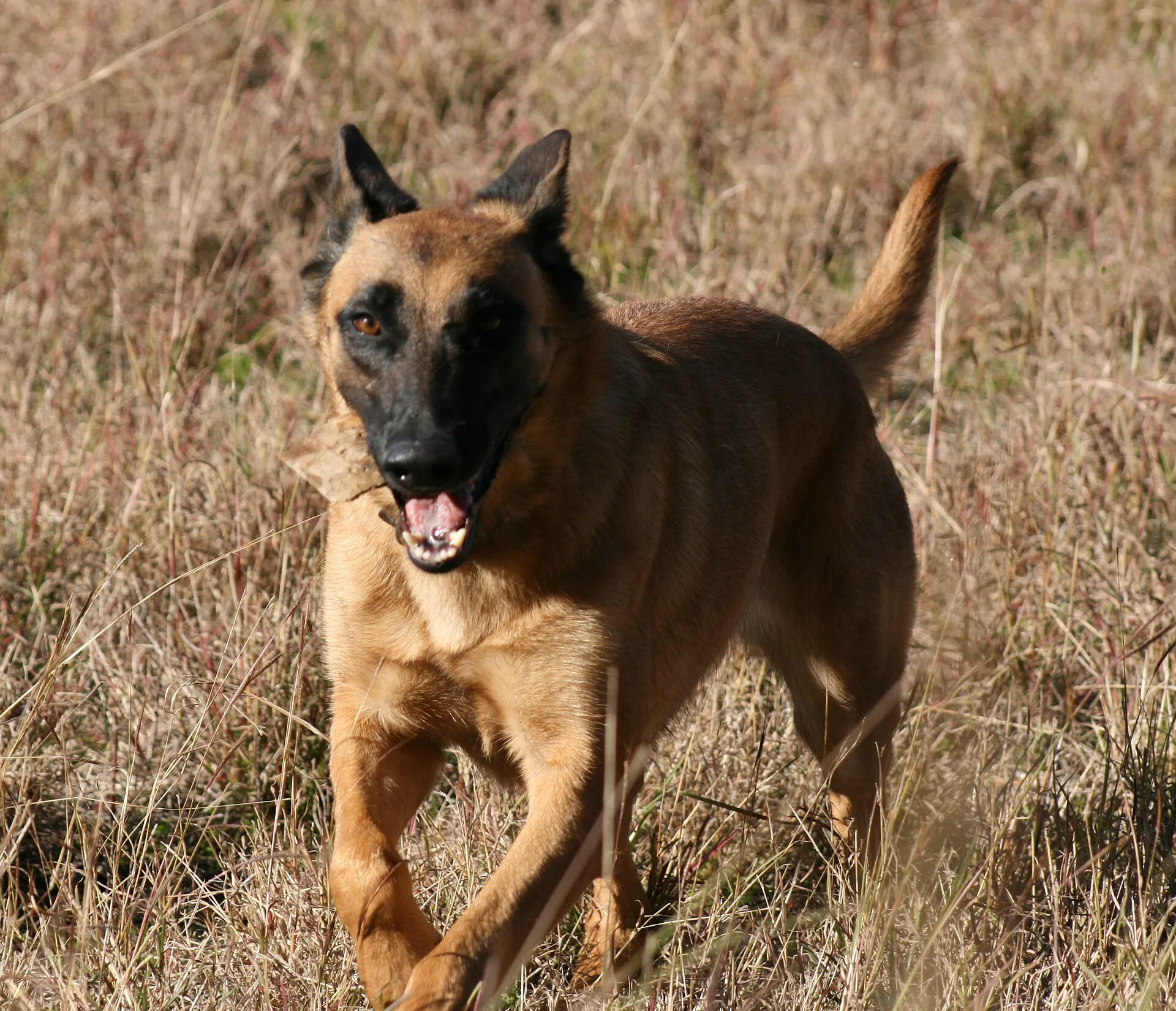 Mechelse Herder die door het gras loopt