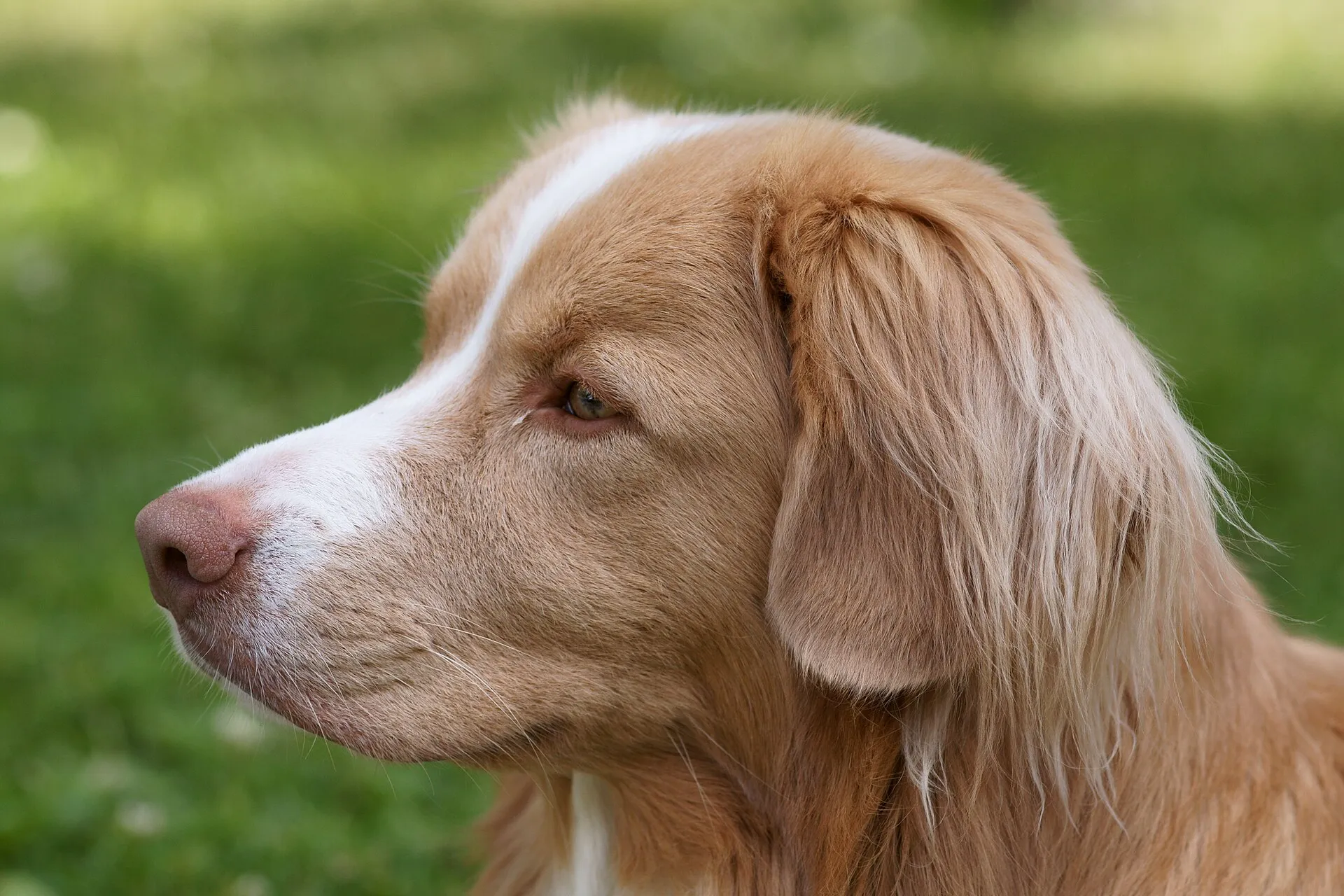 Nova Scotia Duck Tolling Retriever, kop van opzij