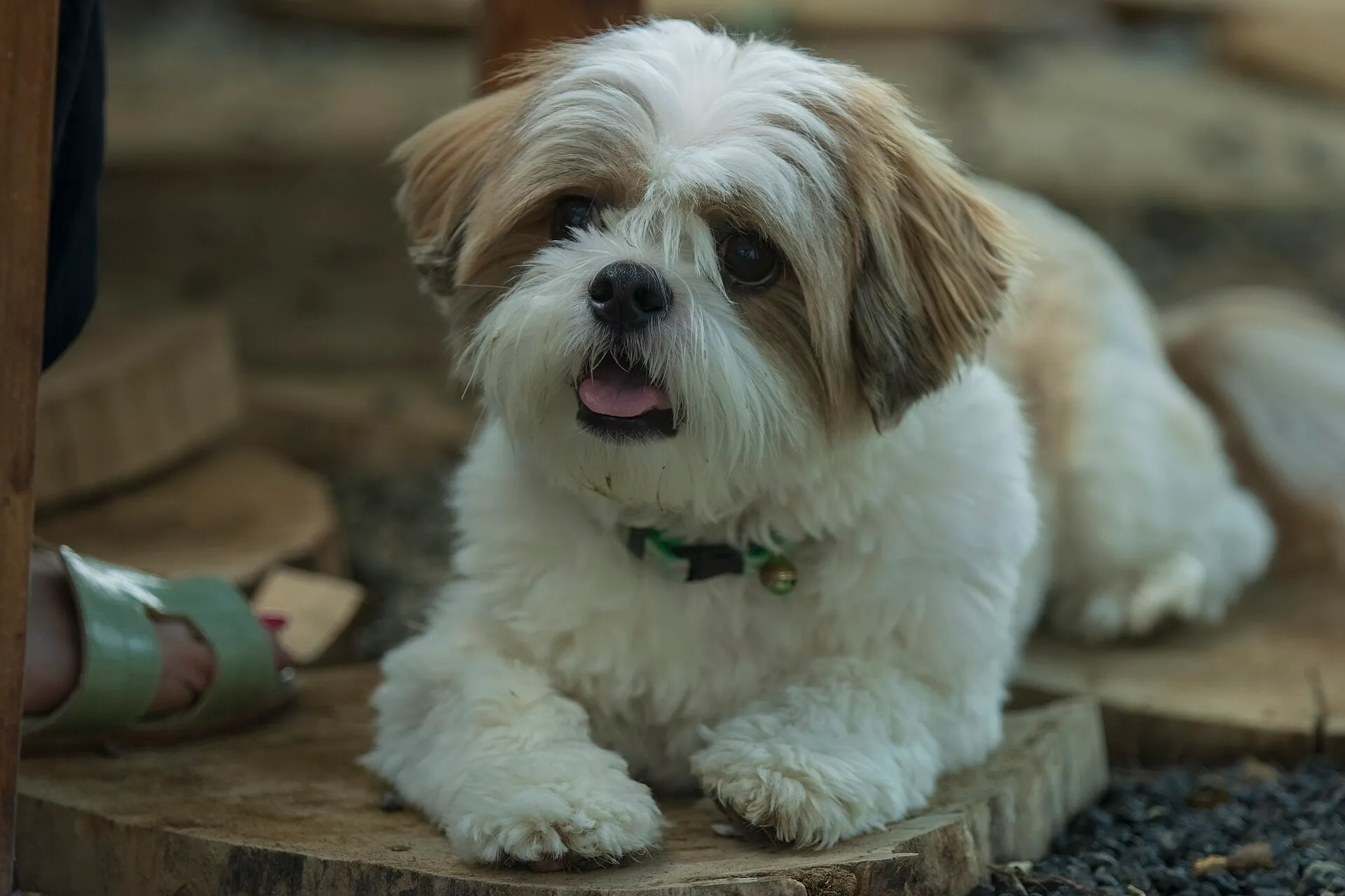 Shih Tzu liggend op de grond