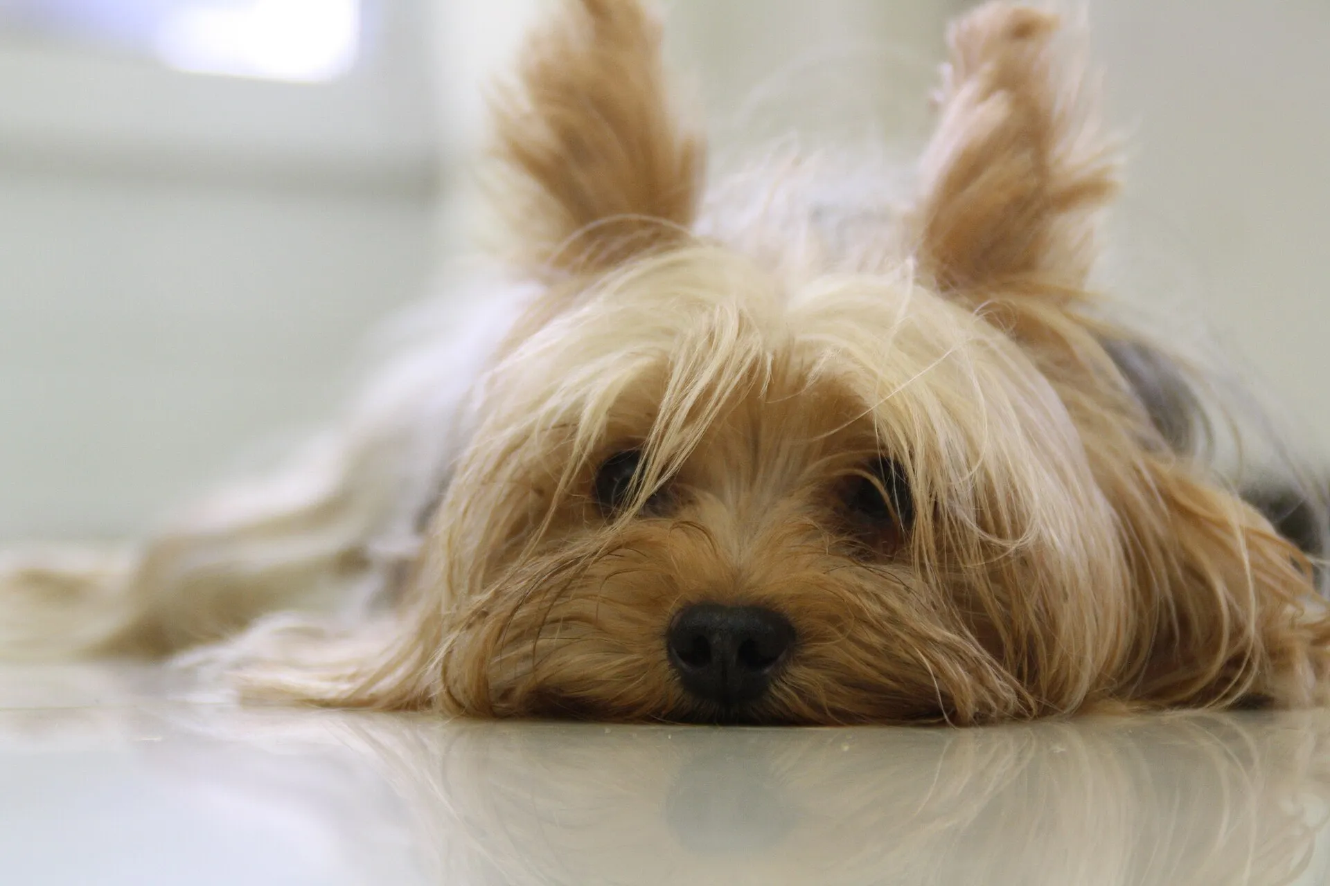 Yorkshire Terrier liggend, kop op de grond
